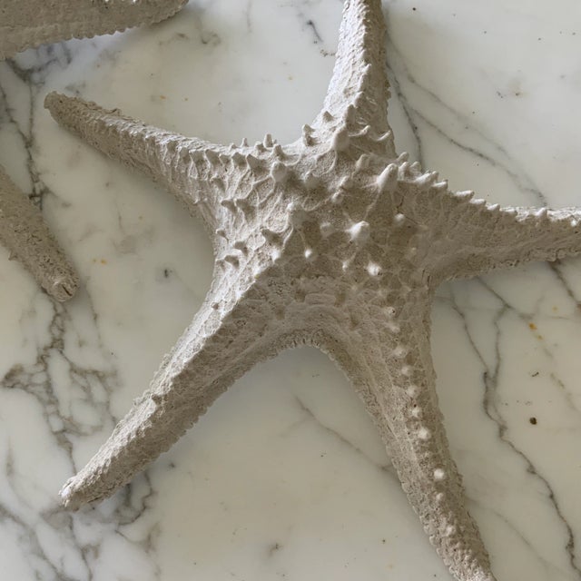 Add some seaside flair to your abode with this matching pair of HUGE starfish, each measures almost 15” wide. Beautifully...
