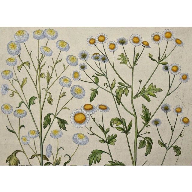 This is a hand-colored copper plate engraving entitled "Matricaria Flore Simplici, Matricaria Flore Pleno, depicting...