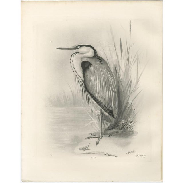 After Lilian Medland, Grey Heron, 1909, Print For Sale - Image 3 of 9
