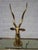 Mid-Century Modern Mid 20th Century Brass Antelope Gazelle Statue For Sale - Image 3 of 10