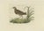 Sepp & Nozeman, Bird Illustration of the Spotted Crake, 1809, Print For Sale