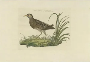 Sepp & Nozeman, Bird Illustration of the Spotted Crake, 1809, Print