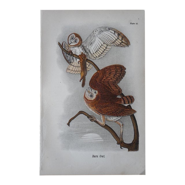 Antique Chromolithograph Of American Barn Owls Chairish