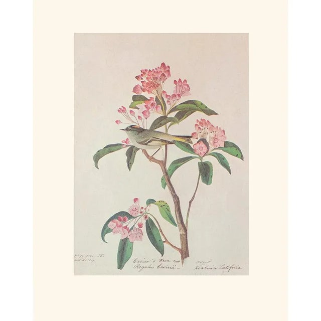 Cuvier's Regulus After Audubon, 1966 Cottage Print For Sale In Dallas - Image 6 of 9