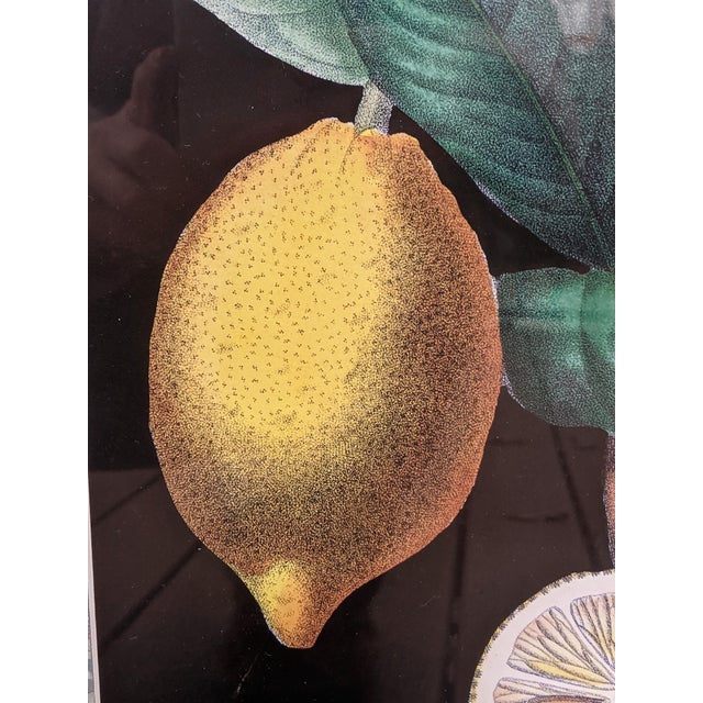 Chelsea House Inc Vintage Chelsea House Lemon Print With Marbled Border Framed For Sale - Image 4 of 7