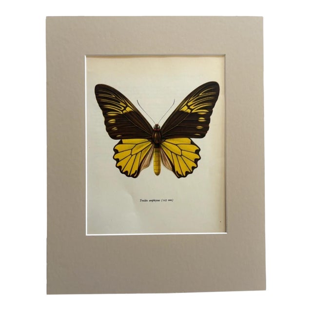 Vintage 1965 Butterfly Print in 11x14 Mat: Troides Amphrysus (Cramer), EUC For Sale