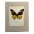Vintage 1965 Butterfly Print in 11x14 Mat: Troides Amphrysus (Cramer), EUC For Sale