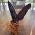 Birdwing Butterfly in a Display Case on Wood. Triedes Brookiana. For Sale In Los Angeles - Image 6 of 7