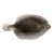 1979 Vintage Rosalie and Tom Nadeau "Blackback Flounder" Ceramic Fish Platter - 18.75" For Sale