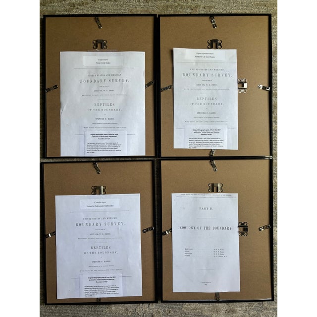 Snake Lithographs, Published 1859, Set of Four For Sale - Image 15 of 15