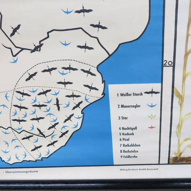 School Teaching Map of Birds from Verlag Jaeger Darmstadt, 1950s For Sale - Image 8 of 10