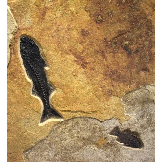 Goldenrod Fossil Fish Triptych 8006abc For Sale - Image 8 of 8