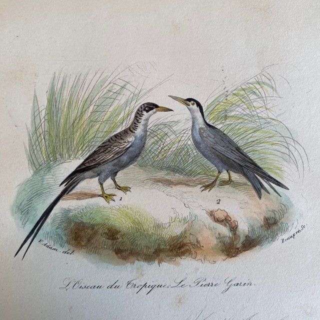 Super high quality in this lovely historical French 18th Century bird engraving! Titled “L’Oiseau” and signed V. Adam del...