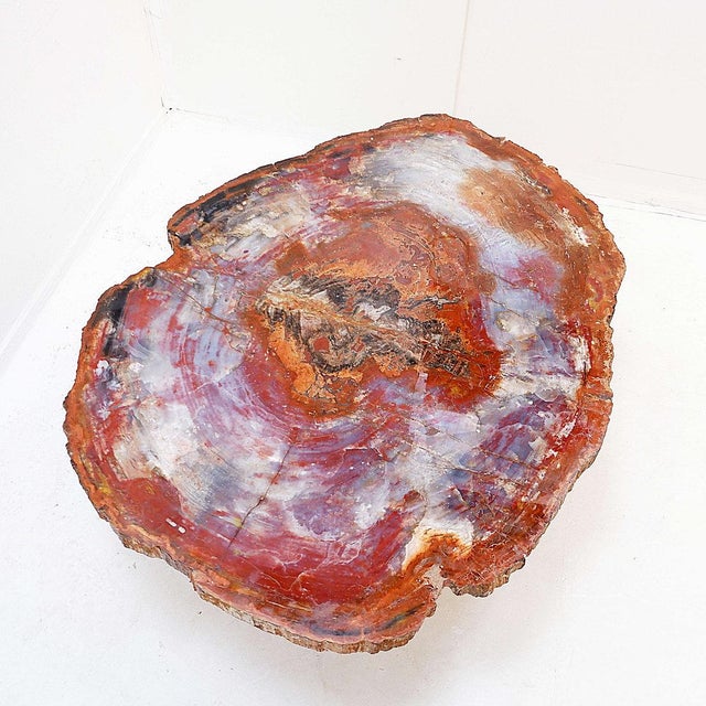 Petrified araucaria wood - 20th Measures : 114x88 H:56cm Tabletop thickness 4cm Coffee table, top made of a slab of...