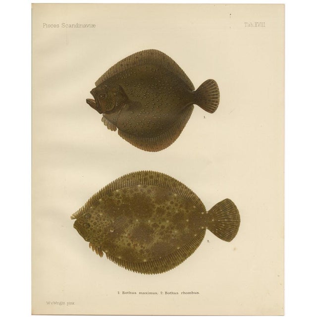 Wilhelm von Wright, Turbot and Brill, Scandinavian Flatfish, 1895, Lithograph For Sale - Image 10 of 10