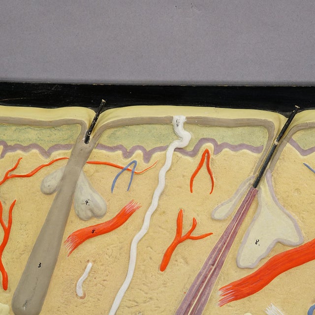 Teaching Aid Showpiece - Structure of the Human Skin, Plaster on Wood 1930s For Sale - Image 4 of 6