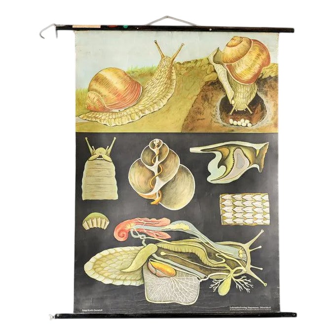 Educational Chart of the Snail by Jung Koch Quentell 1960s | Chairish