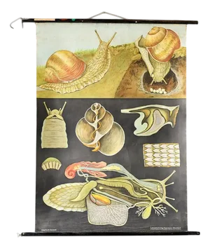 Educational Chart of the Snail by Jung Koch Quentell 1960s