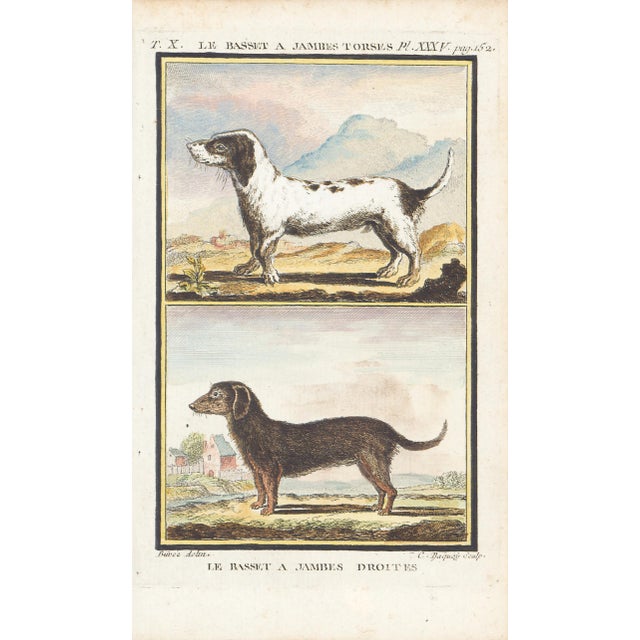 1758 Buffon Dog Engraving "Le Basset a Jambes Torses" and "Le Basset a Jambes Droites" (Crooked and Straight-Legged Basset For Sale