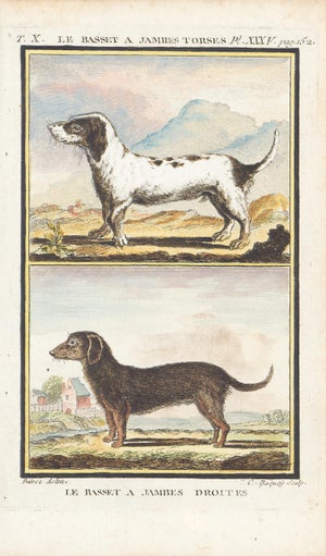 1758 Buffon Dog Engraving "Le Basset a Jambes Torses" and "Le Basset a Jambes Droites" (Crooked and Straight-Legged Basset
