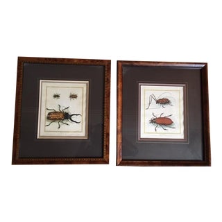 18th Century Antique Buffon Original Beetle Engravings - A Pair For Sale