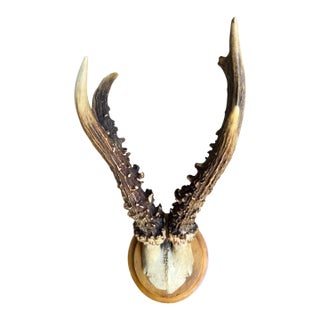 Roe Deer Trophy 126 Black Forest Antlers For Sale