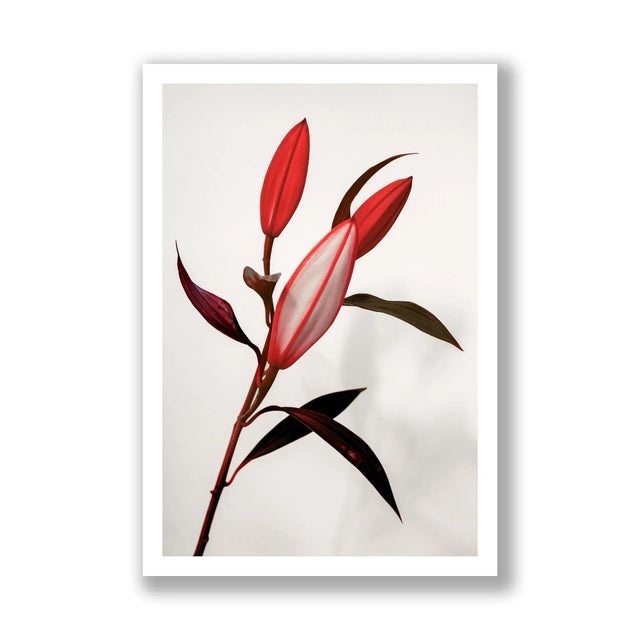 Contemporary Guy Sargent, The Lilies III, Photograph For Sale - Image 3 of 6