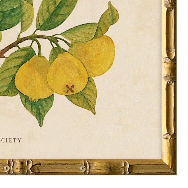 2020s Reproduction Giclee Print of Vintage Fruit & Flowers (2) Art Print, Framed For Sale - Image 5 of 6