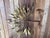 Tree Sculpture from Daniel dHaeseleer For Sale - Image 3 of 12