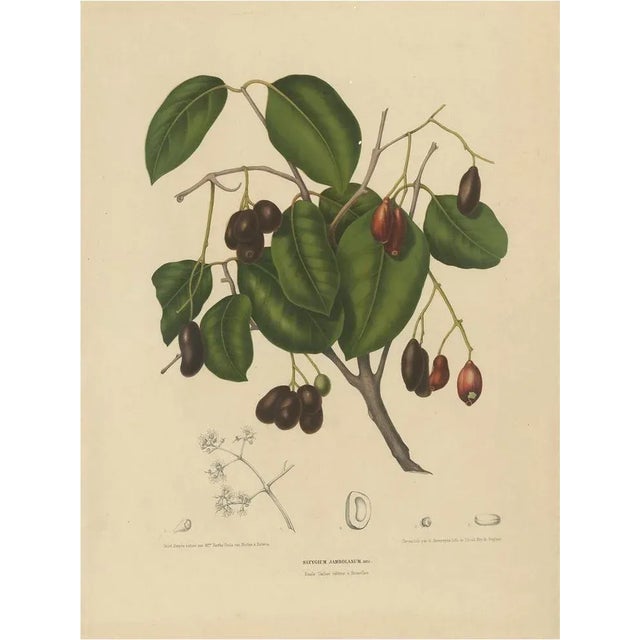 Hoola Van Nooten, Sizygium Jambolanum Java Plum, 1863, Lithograph For Sale - Image 10 of 10