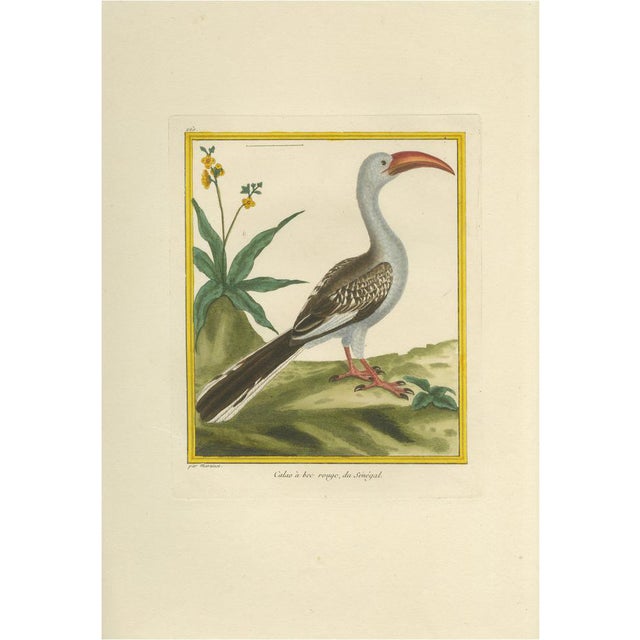 Martinet, Red-Billed Hornbill, 1770, Hand-Colored Engraving For Sale