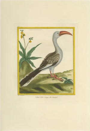 Martinet, Red-Billed Hornbill, 1770, Hand-Colored Engraving