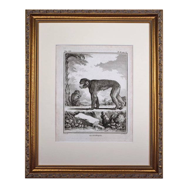 18th Century Original French Monkey Engraving by Buffon 1789 For Sale