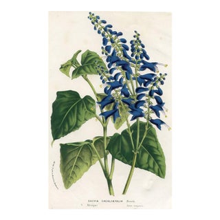 1877, Sage Botanical Print From Flore Des Serres, Belgium, Antique Lithograph Print For Sale