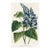 1877, Sage Botanical Print From Flore Des Serres, Belgium, Antique Lithograph Print For Sale