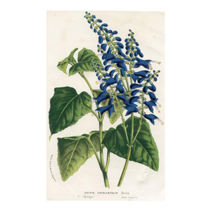1877, Sage Botanical Print From Flore Des Serres, Belgium, Antique Lithograph Print