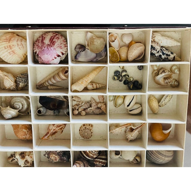 Large antique collection of sea shells in original box.