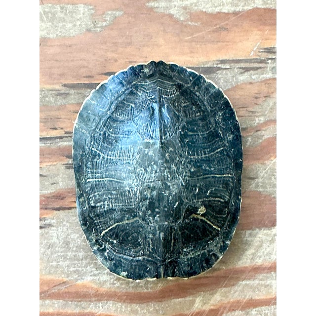 Embrace the allure of natural history with this authentic vintage turtle shell specimen. A quintessential piece for the...