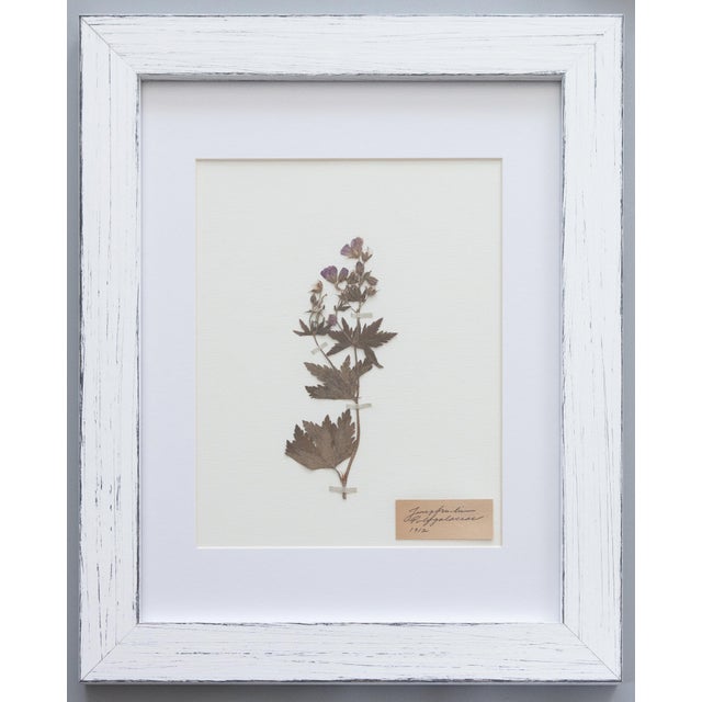 Linen Custom Framed Antique Swedish Botanical Herbariums, 1912 - Set of 4 For Sale - Image 8 of 13