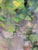 Barbara Schauß, Blooming, Oil on Canvas For Sale - Image 6 of 7