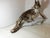 Guido Cacciapuoti, Fox, 1950s, Ceramic For Sale - Image 10 of 16