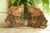 Amazing Arizona Rainbow Petrified Wood Bookends Cut and polished from fossilized trees (typically from the extinct...