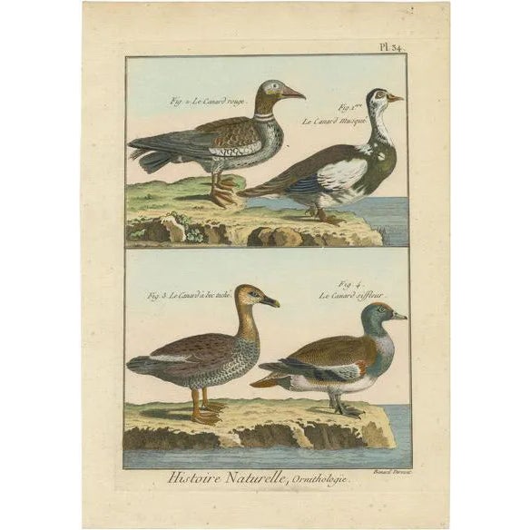 Four Ducks, 1792, Copper Engraving For Sale