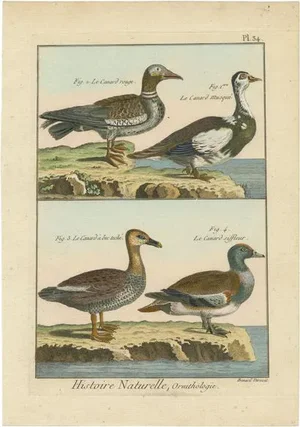 Four Ducks, 1792, Copper Engraving