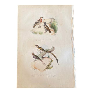 French Antique 18th Century Bird Engraving Hand Colored Signed Artwork For Sale