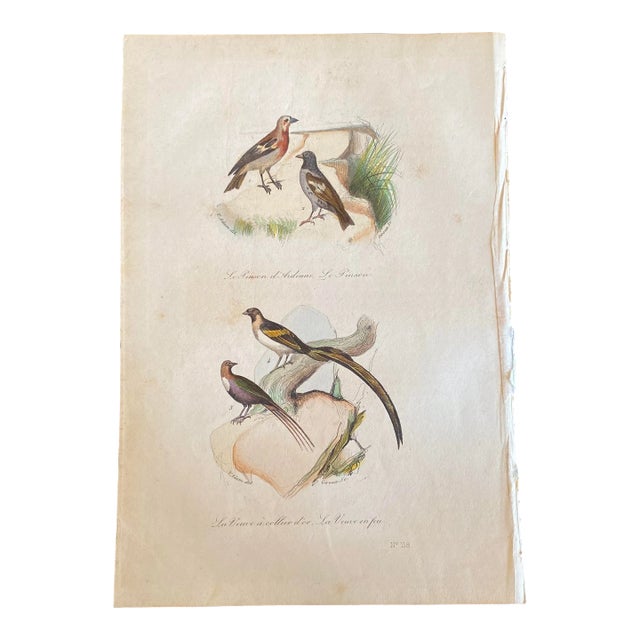 French Antique 18th Century Bird Engraving Hand Colored Signed Artwork For Sale