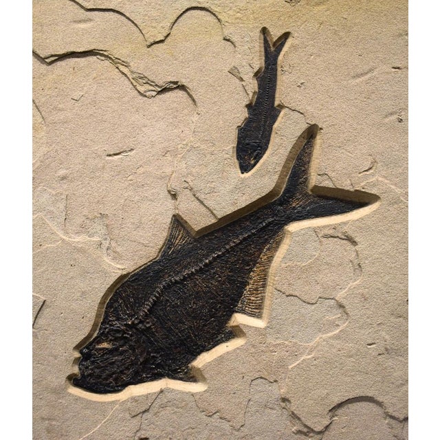 Fossil Fish Mural 2008cm For Sale - Image 4 of 5
