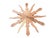 European Wooden Dove Sunburst the Holy Spirit 15.25" Diameter For Sale - Image 4 of 8