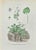 Lithograph hand watercolored. Belongs to the Series "Atlante di Botanica popolare ossia Illustrazione di Piante Notevoli...