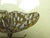 Pair of Antique English Framed Moth Paintings For Sale - Image 14 of 18
